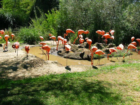 Flamingos standing by a lake