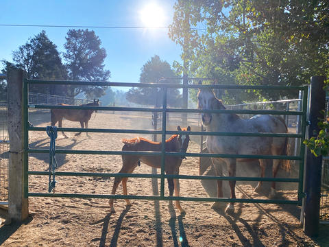 Horses in enclosure against sunlight