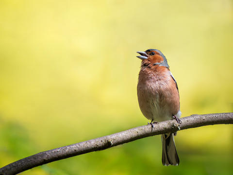 Common chaffinch bird singing on branch in spring