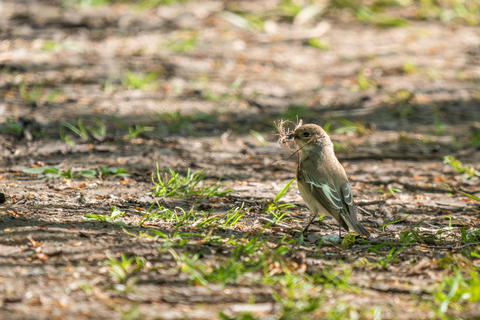 Female european pied flycatcher holding nesting material