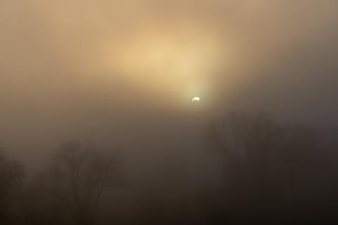 Sun visible through heavy fog and silhouetted trees