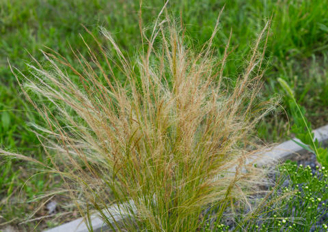 Ornamental grass blooming in garden