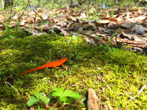 Red newt on forest floor