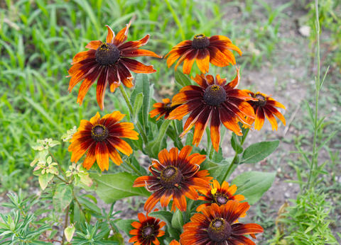 Rudbeckia flowers in summer garden