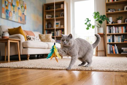 Playful British Shorthair Cat Catching Toy on Rug in Modern Living Room