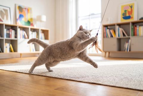 Playful British Shorthair Cat Hunting Dangling Toy in Living Room