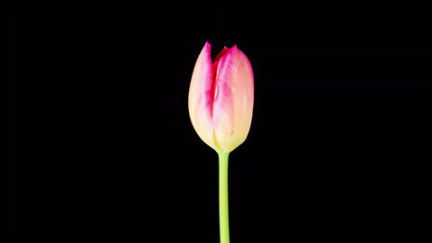 Timelapse of Pink Tulip Flower Opening