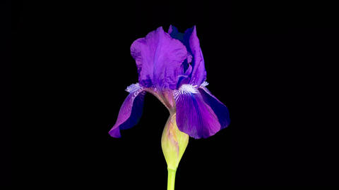 Blooming Violet Iris Flower