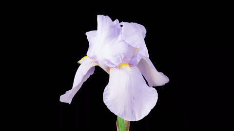 Blooming White Iris Flower