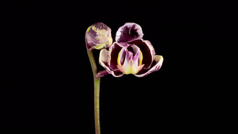 Blooming Black Orchid Phalaenopsis Flower