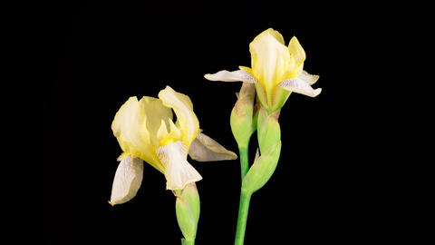 Blooming Yellow Iris Flower