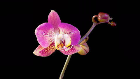 Blooming Red Orchid Phalaenopsis Flower
