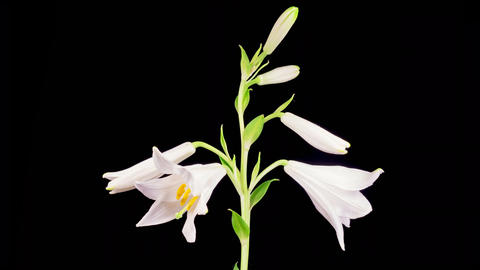 Feste & Anlässe・Natur