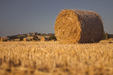 Straw bales on a stubble field