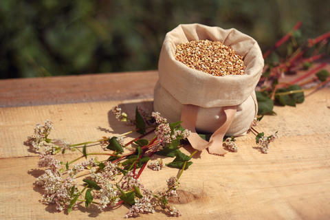 Buckwheat - bag with grains, ears of grain