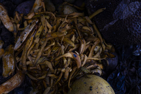 Rotten Fruit Waste Decomposing Organic Garbage