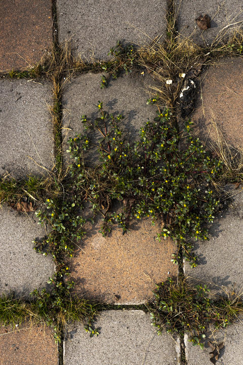 Weeds Growing Through Cracks In Concrete Blocks On Sidewalk