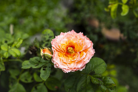 Augusta Luise Rose Blooming In A Sunny Garden