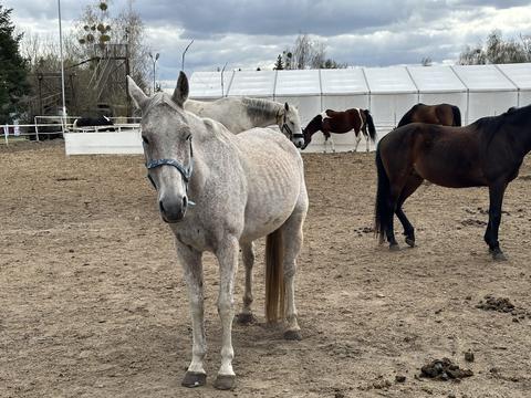 Gray horse with blue halter stands in foreground of equestrian facility, several other horses