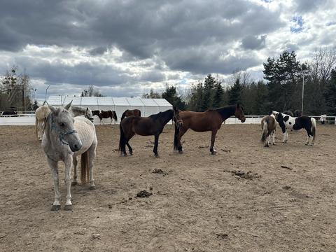 Group of horses including gray, brown, and black breeds standing in a sandy paddock with cloudy sky
