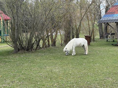 White pony grazing on green grass in a park setting with trees and colorful play structures visible