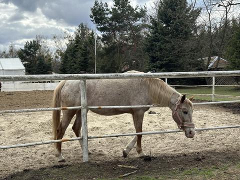 Gray horse with a halter walking near a white wooden fence in a sandy paddock surrounded by trees