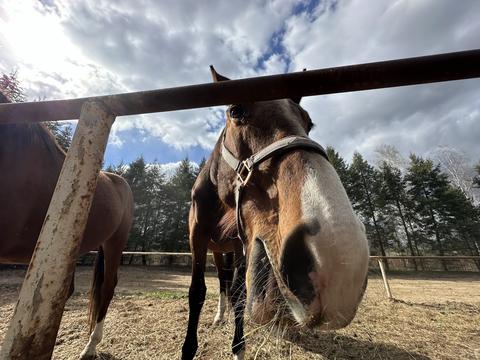 Close-up of a brown horse with a white blaze grazing near a fence in a pasture, with trees and