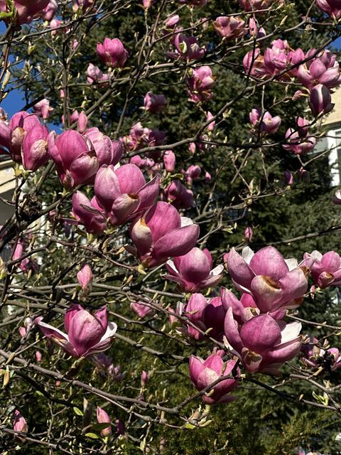 Pink magnolia flowers blooming on branches against a clear blue sky with green foliage in the