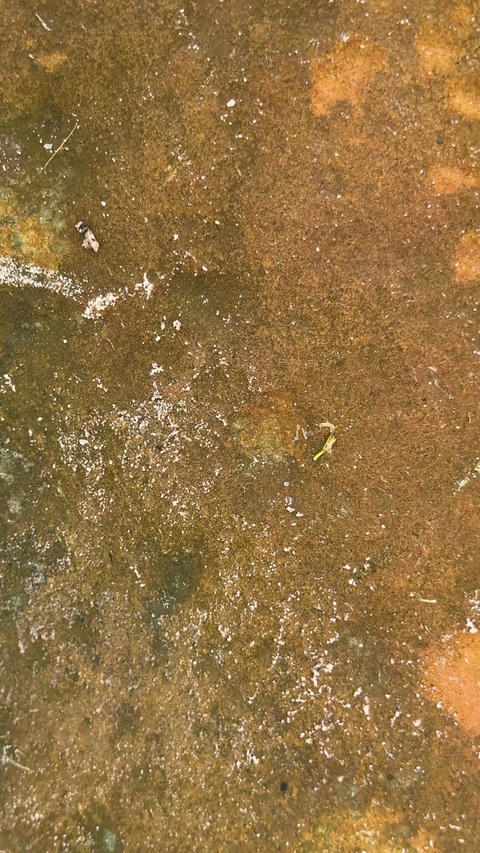Closeup of textured brown and orange surface with scattered white speckles and subtle color variatio