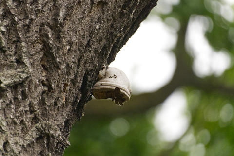 Mushroom growing on tree trunk in forest