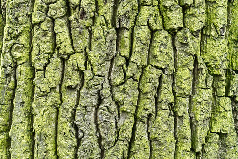 Tree bark texture natural background