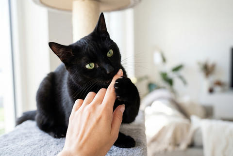 Human hand gently playing with a black cat on a cat tree