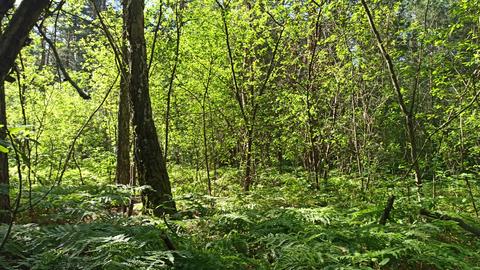 Lush green forest with young trees and ferns in summer sunlight