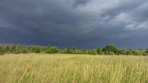 Dark storm clouds gathering over green meadow and forest landscape