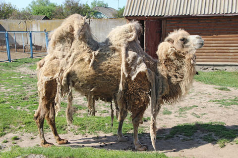 Bactrian camel shedding winter wool in the zoo paddock