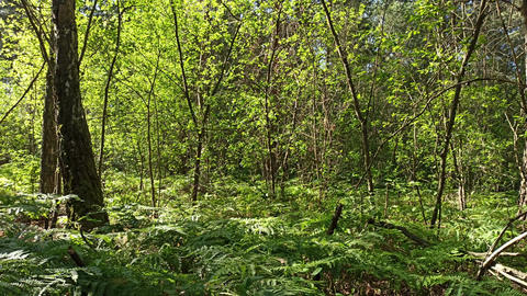 Lush green forest with young trees and ferns in summer sunlight