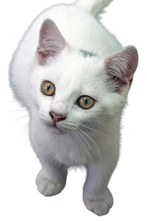 White kitten portrait golden eyes isolated background feline closeup detail