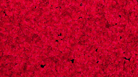 Flower petals blowing across the screen to create a smooth transition