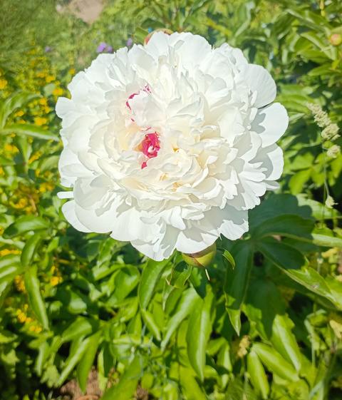 Close-up of a magnificent white peony flower with striking red-pink center petals, blooming in a lus