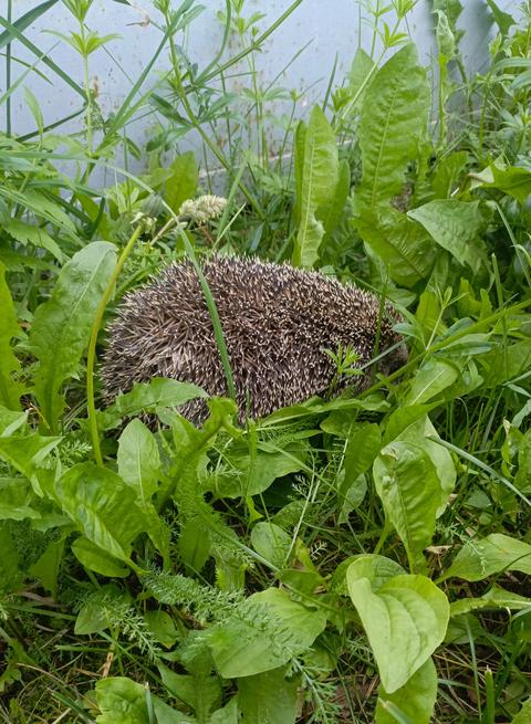 Close-up of a spiky hedgehog foraging among lush green wild plants and tall grass in a natural outdo
