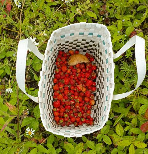 Top-down view of a white woven basket filled with freshly picked red wild strawberries and one mushr