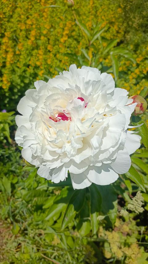 Stunning close-up of a large white peony flower with vibrant red-pink center petals, blooming in a s