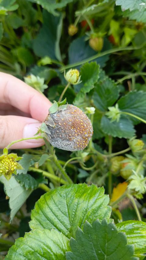 A hand holds a rotten, moldy grey strawberry attached to a green plant, showing fungal disease in th