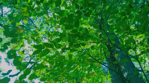 Green Tree sunlight