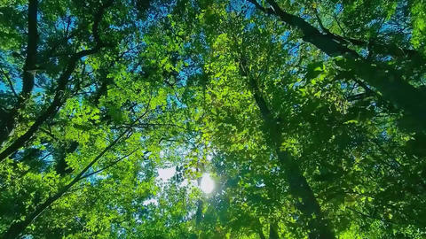 Green Forest sunlight