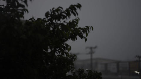 Strong Korean Banyan In Stormy Rain 02