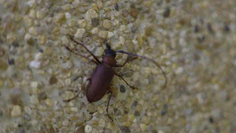 Sugarcane Longhorn Beetle Perching On A Concrete Wall 02