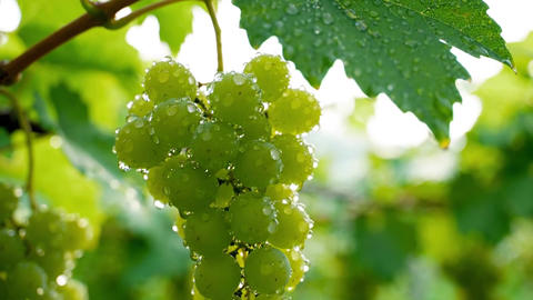 Shine Muscat - Fresh Green Korean Grapes