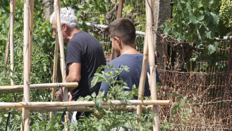 Children examining plants at organic garden as they walk with grandfather