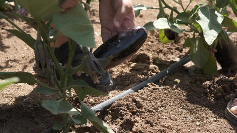 Crop hands of grandfather touching green vegetable plants